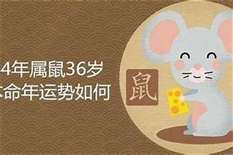 84年屬鼠|84年属鼠是什么命 84年属鼠的人和什么属相合